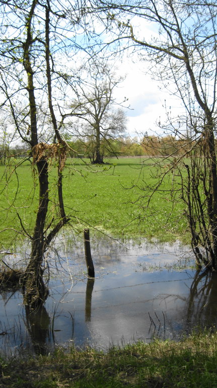 Prairies inondables en basses vallées angevines - Maine et Loire