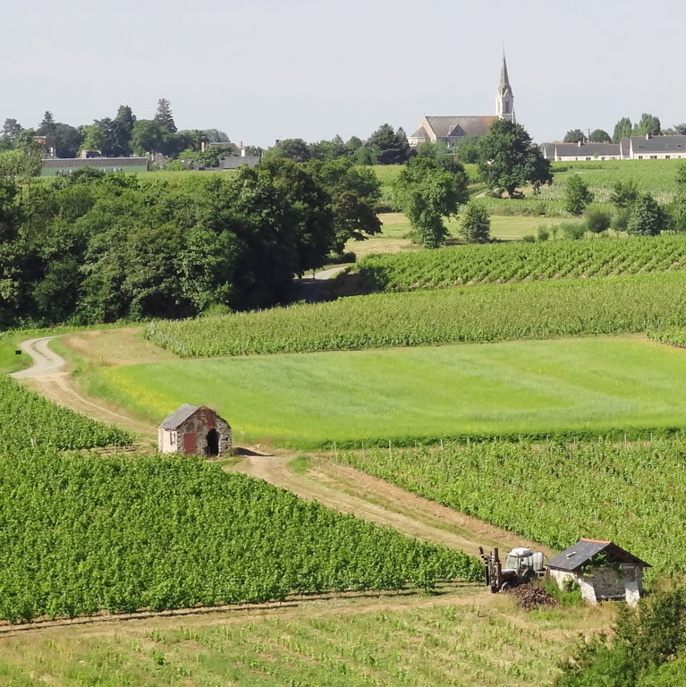 Saint Lambert du Lattay au coeur du vignoble - Anjou - Val de Loire